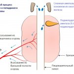 Amylase. Normal blood levels in women, men, children by age, table. What does it mean increased, decreased, treatment 