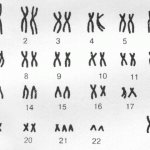 cartyotype analysis