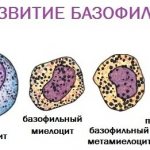 Basophils in the blood are increased, decreased, the norm in women, adults, children by age