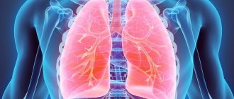 Where are the human lungs located?