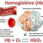 Hemoglobin