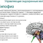 LH hormone: what is it in women, the norm during menopause, on what day of the cycle to take the test. Table and transcript 