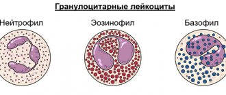 Granulocytes in blood test