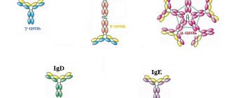 immunoglobulin