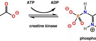 creatine phosphokinase