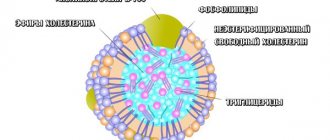 LDL (low density lipoprotein)