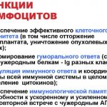 Мононуклеары в общем анализе крови. Как обозначаются, что это, норма