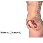 The picture shows a pregnant woman with a fetus size corresponding to 4 months of pregnancy or 16 weeks