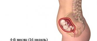 На рисунке беременная женщина с плодом размером соответствующим 4 месяцу беременности или 16 недь