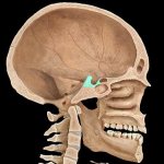 Formation in the body of the sphenoid bone of the human skull in the form of a depression