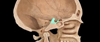 Formation in the body of the sphenoid bone of the human skull in the form of a depression