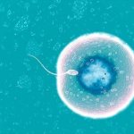 Signs of egg fertilization, symptoms of conception