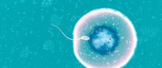 Signs of egg fertilization, symptoms of conception