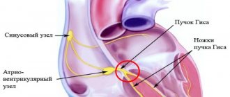 Conduction system of the heart