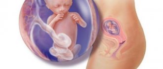 Fetal development at 13 weeks of gestation