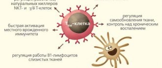 Rice. 5. Proposed functions of tissue resident T-lymphocytes 