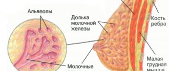 diagram of the structure of the mammary gland