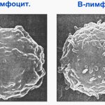 T-lymphocyte and B-lymphocyte under a microscope