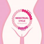 УЗИ в первой половине менструального цикла